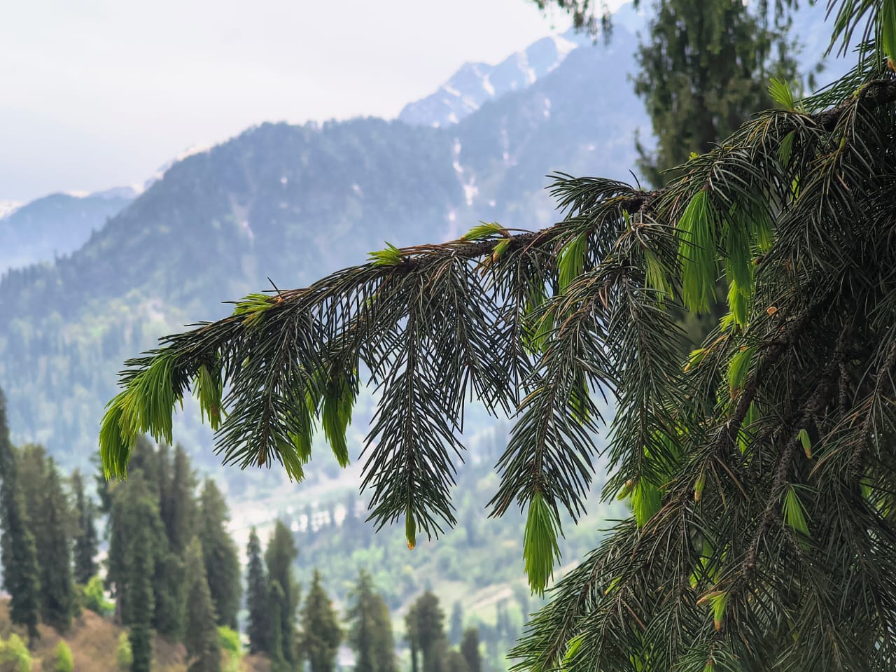 Snow peaks Nanda Devi
